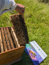 Load image into Gallery viewer, French Wildflower Honey - Pure, Natural, and Benefitting Native Bees - clean, raw honey