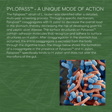 Load image into Gallery viewer, Pylopass™ – 120 Capsules – 200 Billion CFU/g – Supports Elimination of Harmful Bacteria H. Pylori in Stomach &amp; Gut
