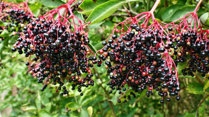 Elderberry’s Antioxidant Power