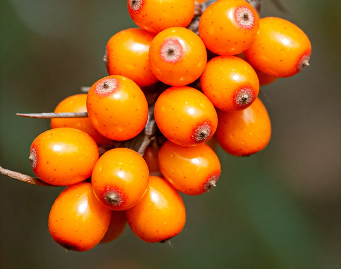 Sea Buckthorn: A Berry Good Choice for Your Health